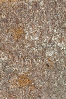 Free Damage On Pine After Bark Borers Royalty Free Stock Photo - 19579045