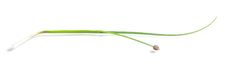 Spring Onion Isolated Royalty Free Stock Photos Spring Onion Isolated Royalty Free Stock Photos