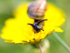 Snail. Royalty Free Stock Photography Snail. Royalty Free Stock Photography