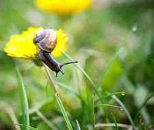 Snail. Stock Images Snail. Stock Images