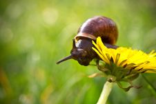 Snail. Stock Photo Snail. Stock Photo