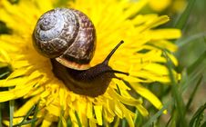Snail. Stock Photography Snail. Stock Photography