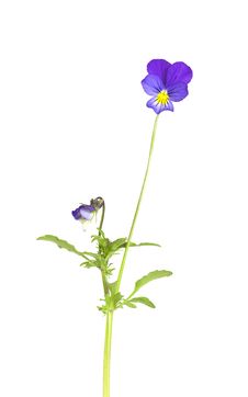 Heartsease (Viola Tricolor) Stock Photo