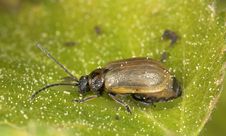 Leaf Beetle (Chrysomelidae) Sitting On Leaf Stock Photography