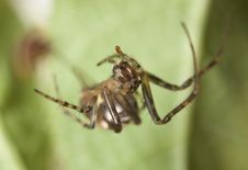 Small Spider, Extreme Close Up Royalty Free Stock Image