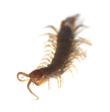 Centipede  On White Background Stock Image