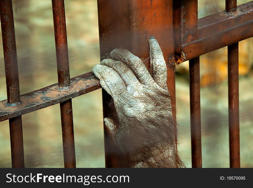 Hand of prisoned orangutan monkey in a zoo. Hand of prisoned orangutan monkey in a zoo