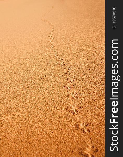 Sandy background with bird`s footprints
