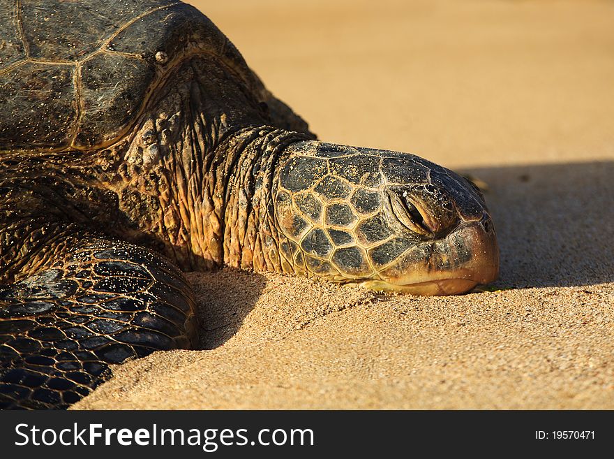 Close-up of a Hawaiian Seat Turtle
