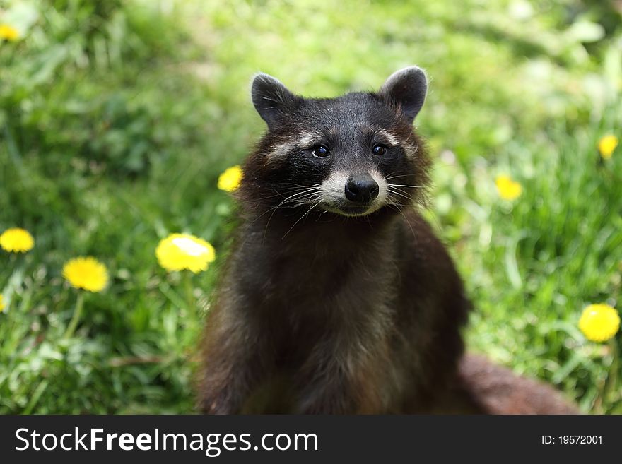 The gazing north american racoon sitting on the meadow.