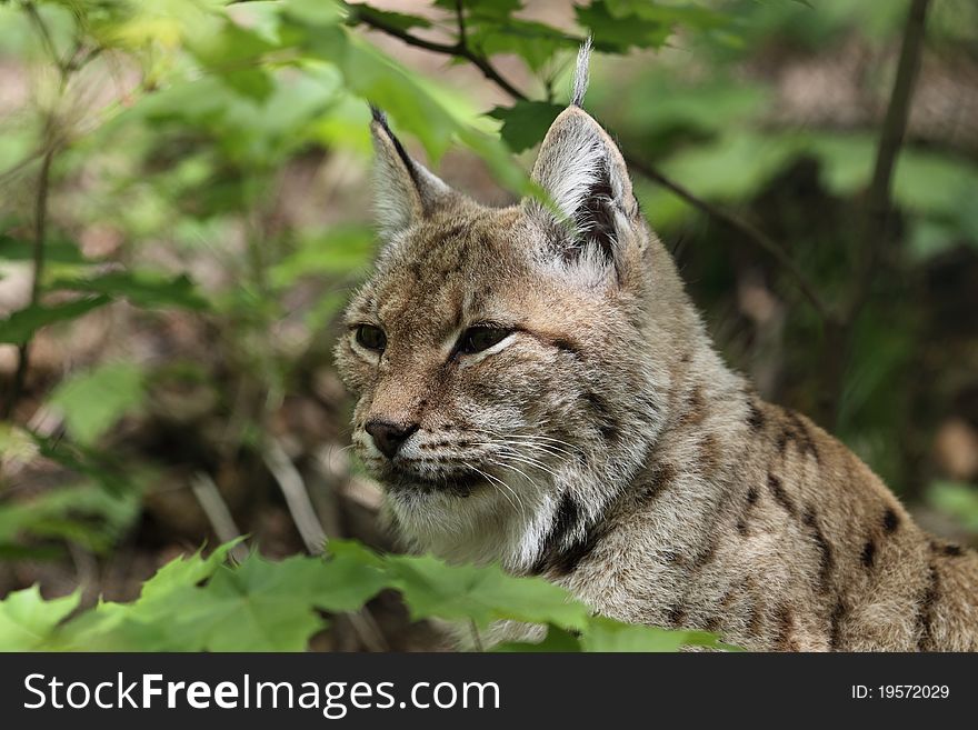 The lurking lynx among the maple leaf in the forest.