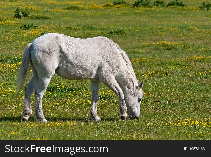 White horse grazing in a meadow with yellow buttercups. White horse grazing in a meadow with yellow buttercups