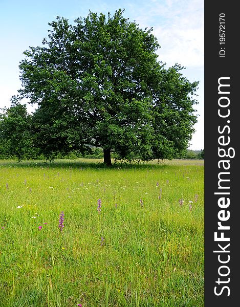 Oak tree in the meadow