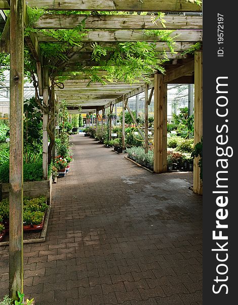 Pergola alley with buxus and vine in a gardening center. Pergola alley with buxus and vine in a gardening center