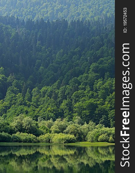 Forest reflected in lake, natural background, national park of Biogradska Gora, Montenegro. Forest reflected in lake, natural background, national park of Biogradska Gora, Montenegro