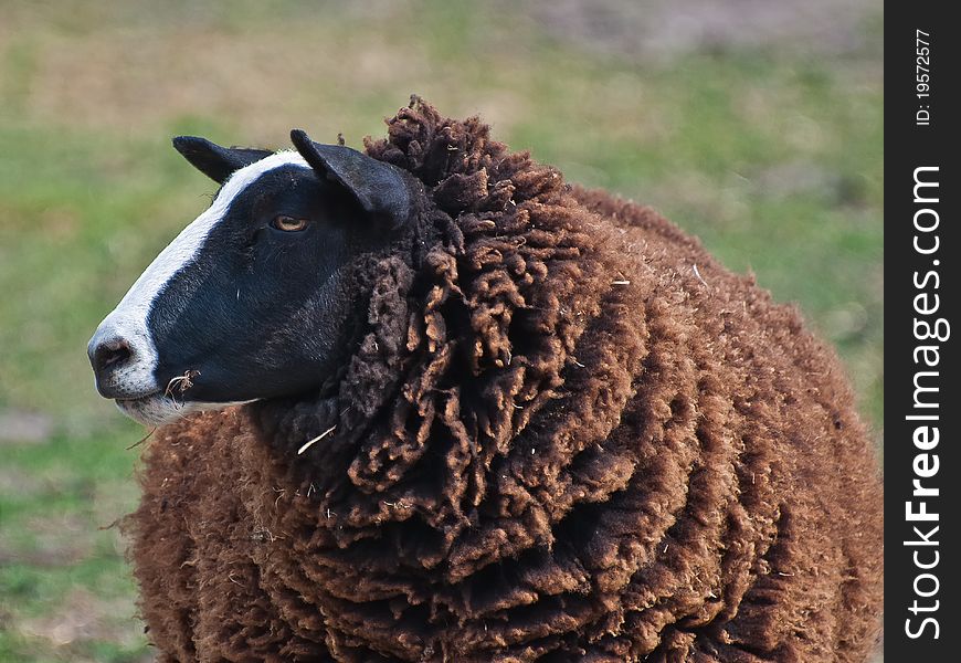 Portrait of a black sheep at a blurred background