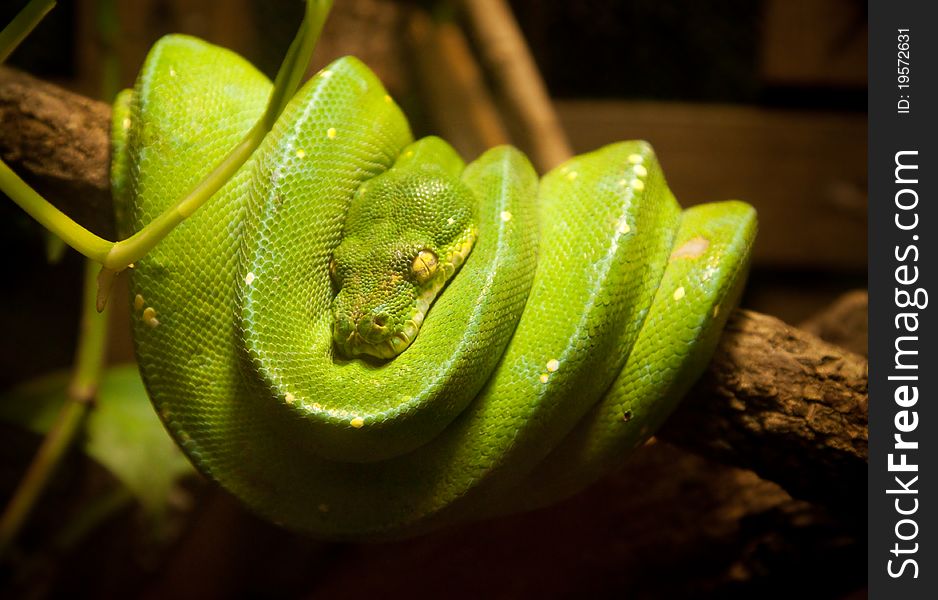 Green snake sleeping on a branch