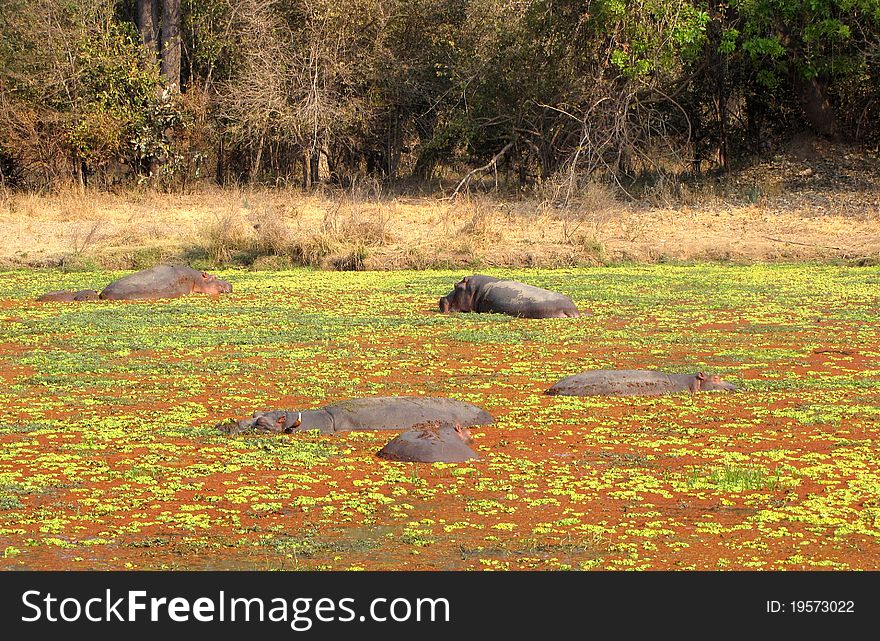 Hippos in a duckweed covered pond in South Luangwa National Park, Zambia. Hippos in a duckweed covered pond in South Luangwa National Park, Zambia