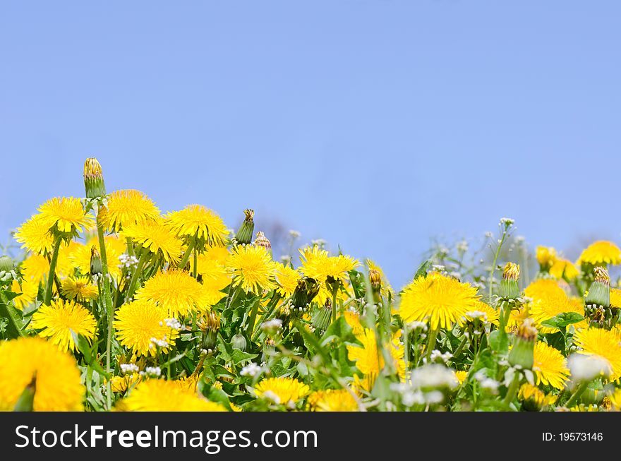 Beautiful spring Dandelion in a green grass