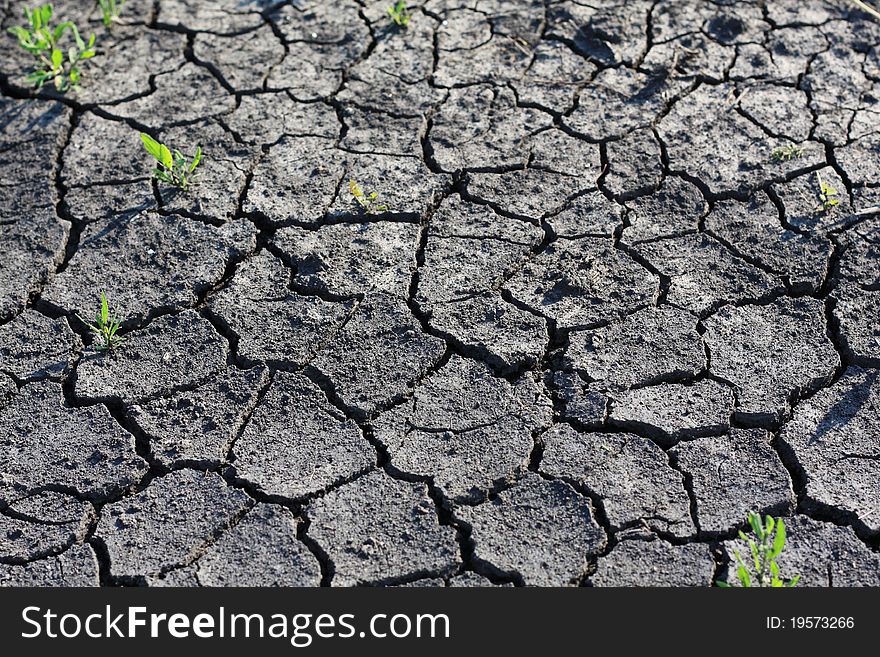 Cracked soil during the dry season
