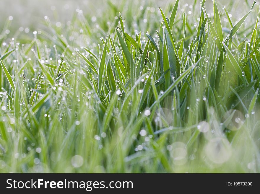 Green grass on a lawn with dew drops