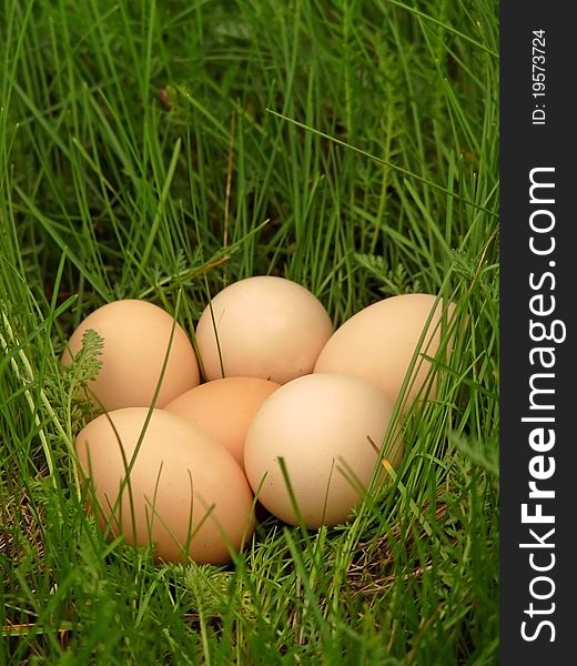 Chicken eggs lie in the grass