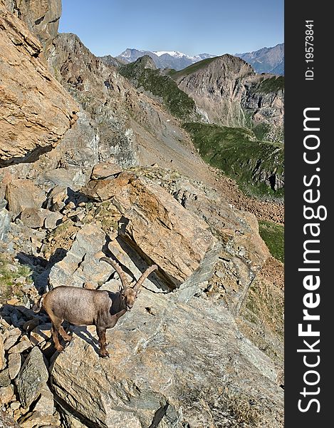 Steinbock in the italian alps