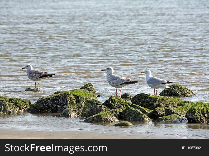 Seagulls on rocks