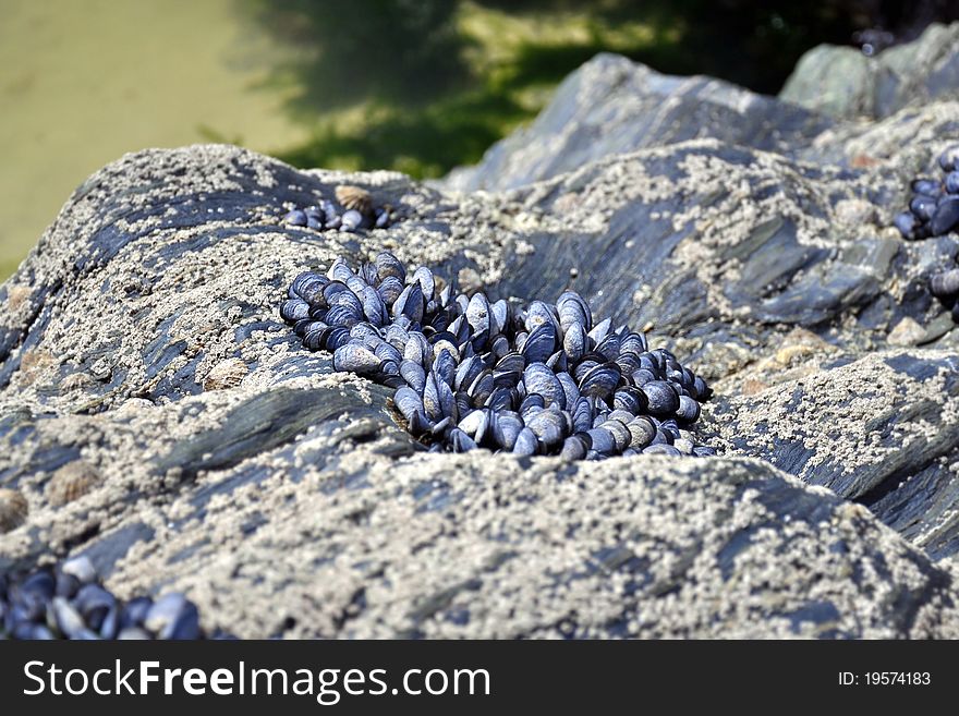 Background or wallpaper with shells covering a cliff rock. Background or wallpaper with shells covering a cliff rock.