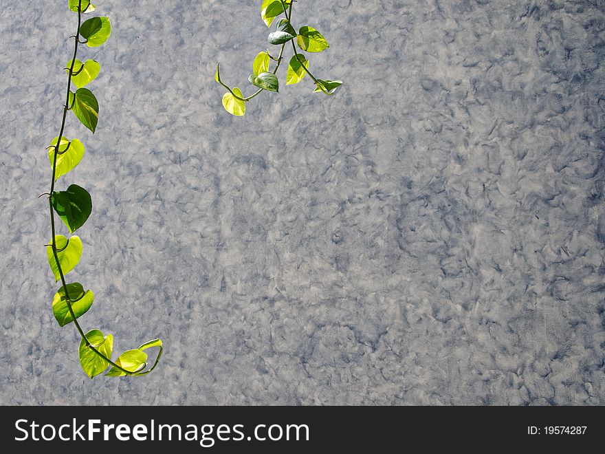 Ivy on the painted wall