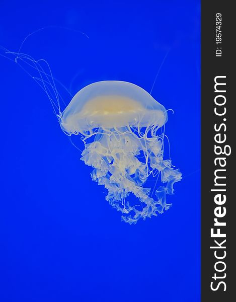 Jellyfish