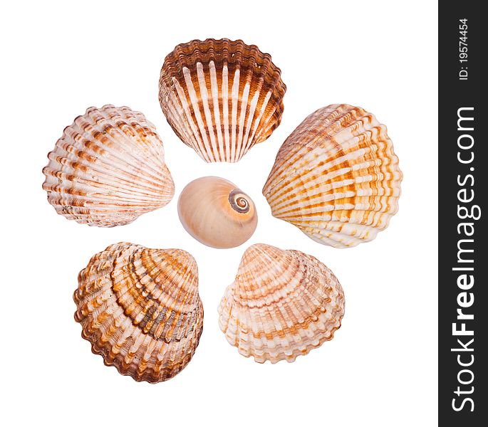 Six common cockle shells