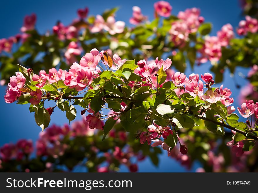 Flowering crab. Pink blossoms at the sky. Photo taken May 19, 2011. Flowering crab. Pink blossoms at the sky. Photo taken May 19, 2011.