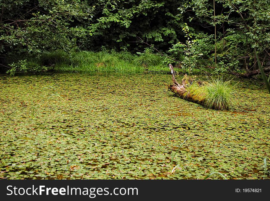 Forest marsh covered with water lilies and rotten fallen tree inside of it