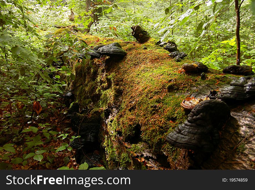 Fallen Tree Covered With Moss And Timber Fungi