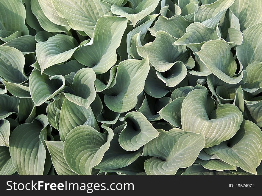 Closeup of Hosta plant leaves