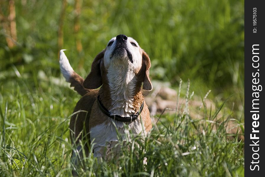 Adorable beagle hound with cute expression very wet air scenting in a meadow. Adorable beagle hound with cute expression very wet air scenting in a meadow