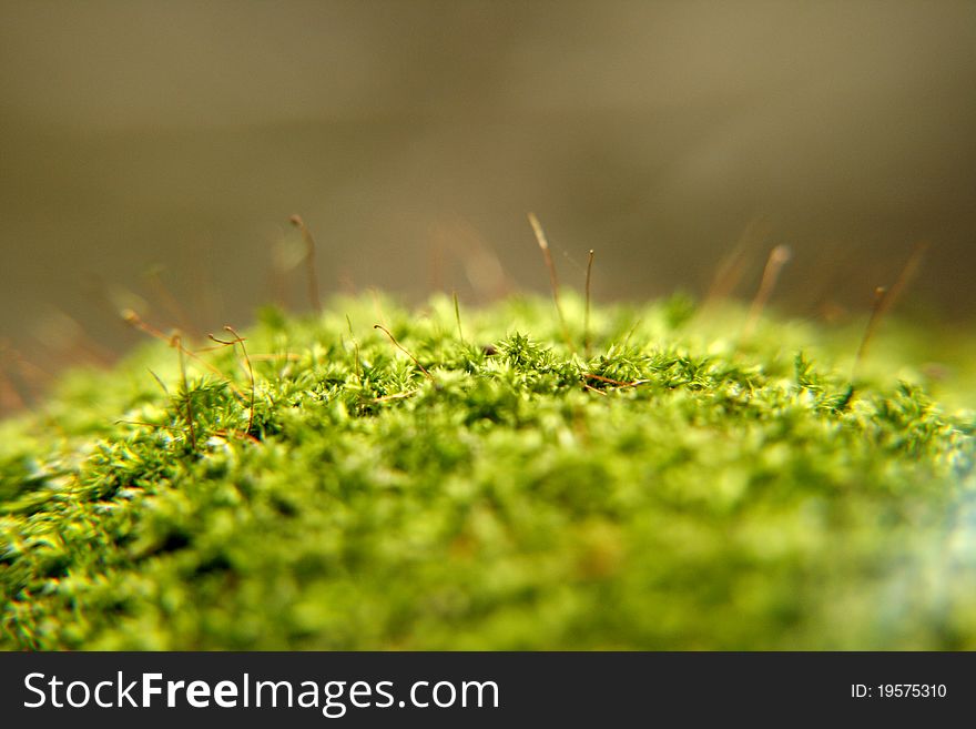 Close up moss on the rock in forest. Close up moss on the rock in forest