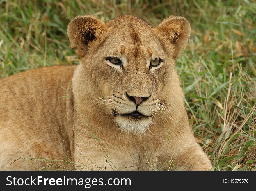 A female lion looking into the distance. A female lion looking into the distance