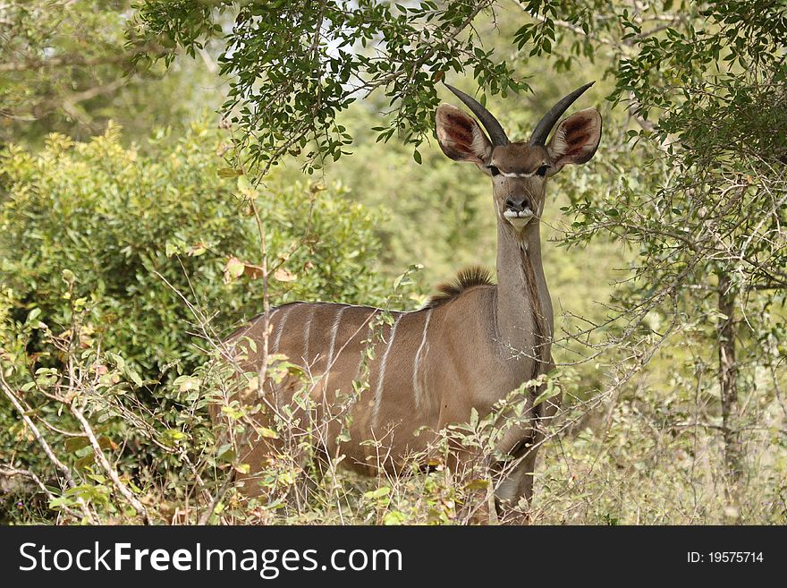 A young male Kudu looking out over the grasslands. A young male Kudu looking out over the grasslands