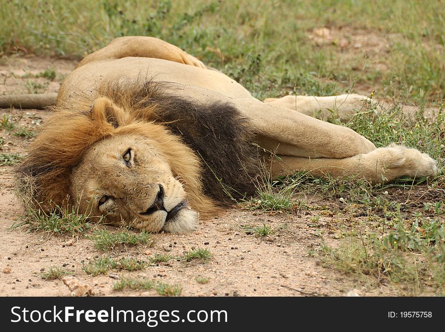 A male lion lying down with his eyes barely open. A male lion lying down with his eyes barely open