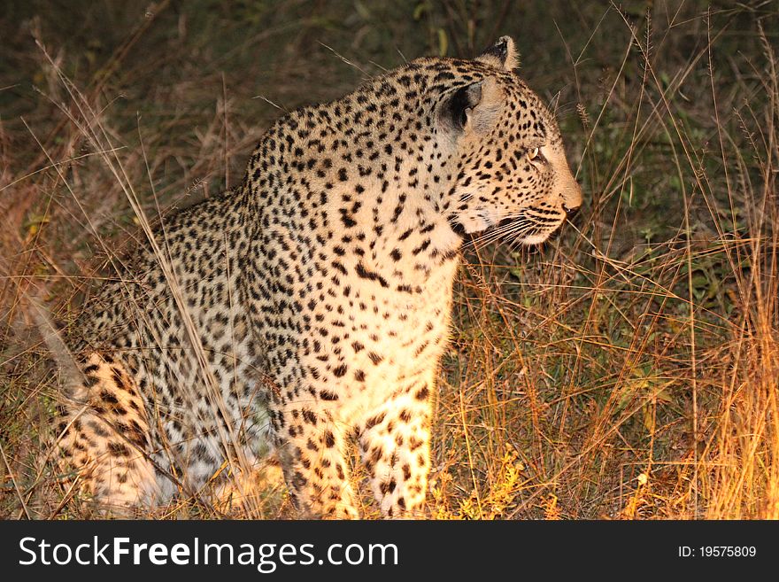 A leopard keeping a close eye on it's prey. A leopard keeping a close eye on it's prey