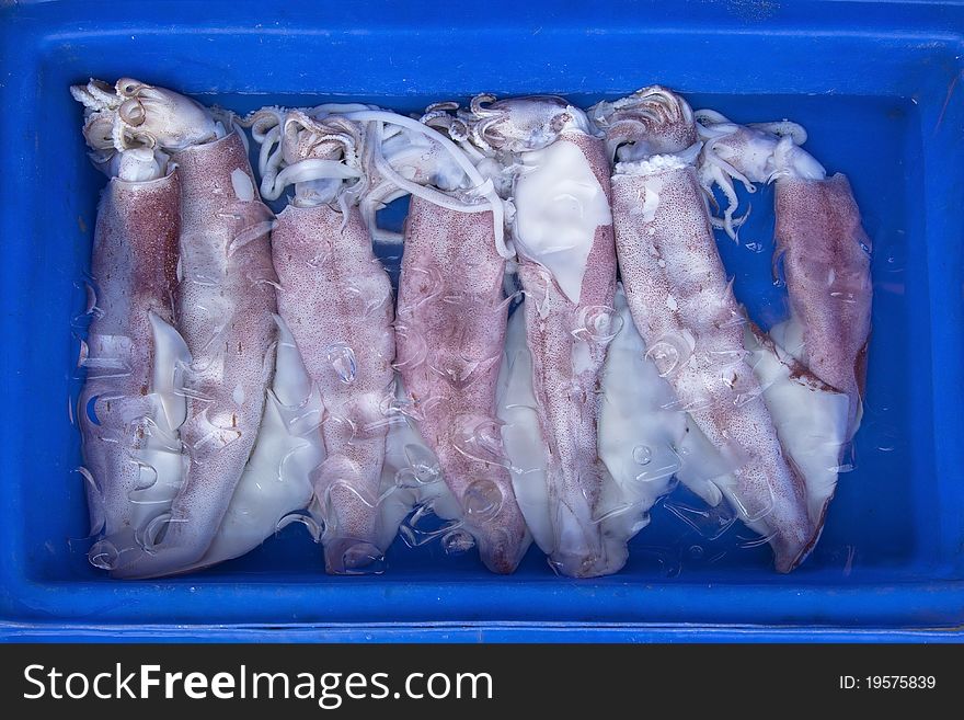 Fresh squid on blue background in ice water