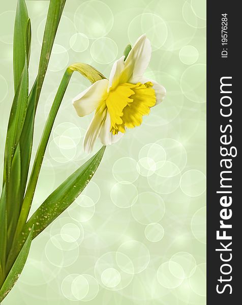 Narcissus on a light background, spring