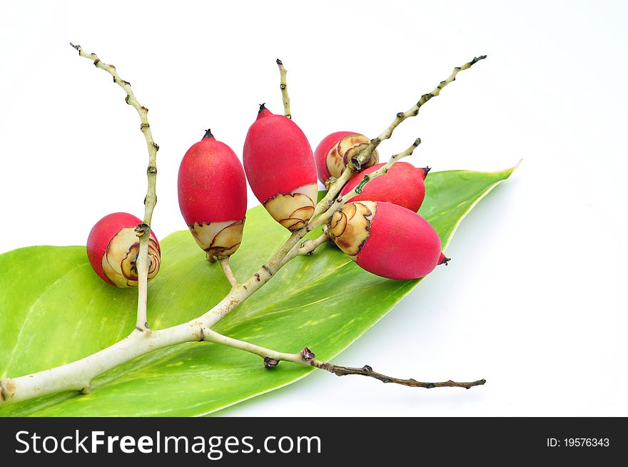 Red Sealing Wax Palm Fruits On Green Leaf