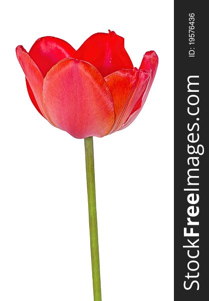 Bright Scarlet Tulip