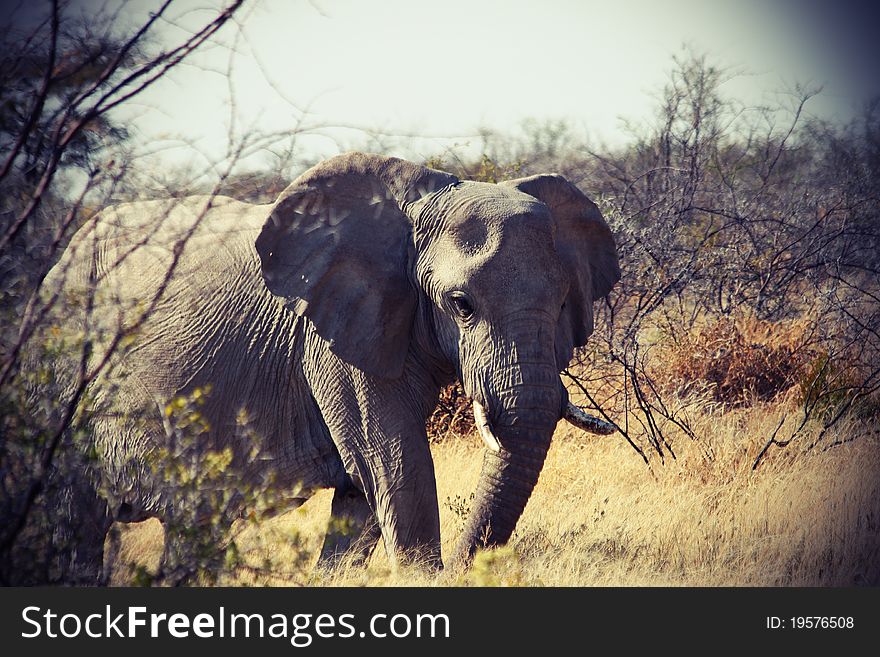 African Elephant wandering through the brush in Botswana