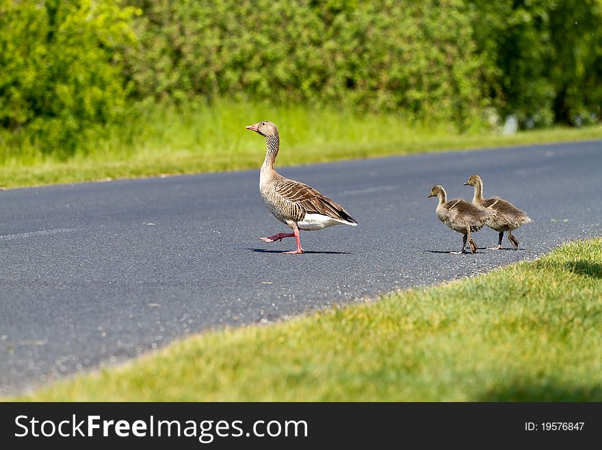 Goose family passes on the way