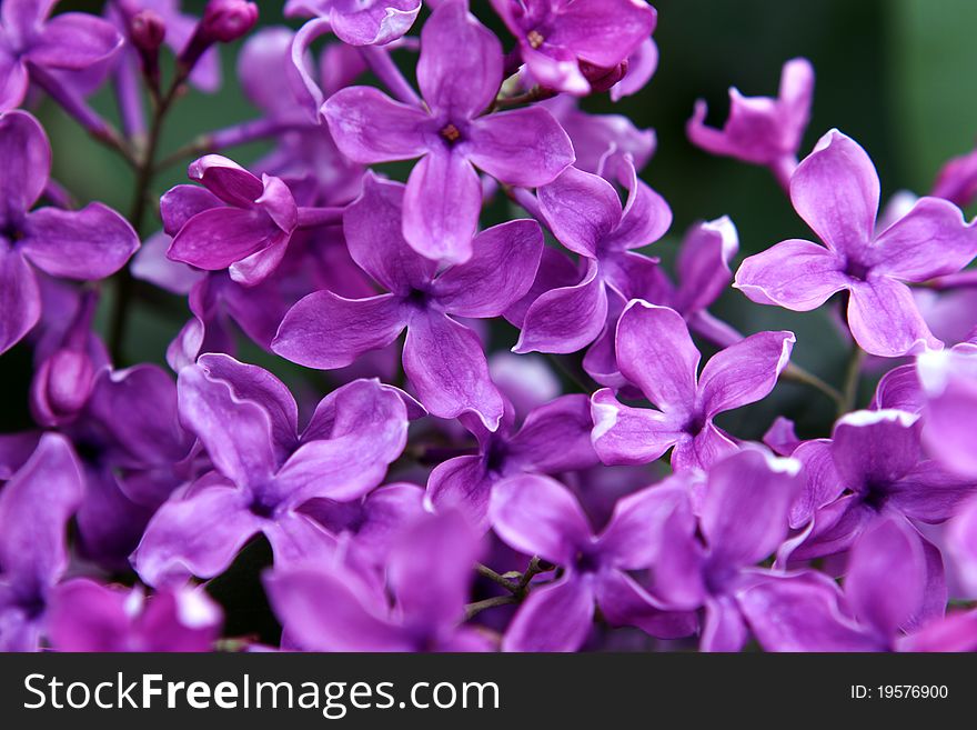 Violet lilac in the garden