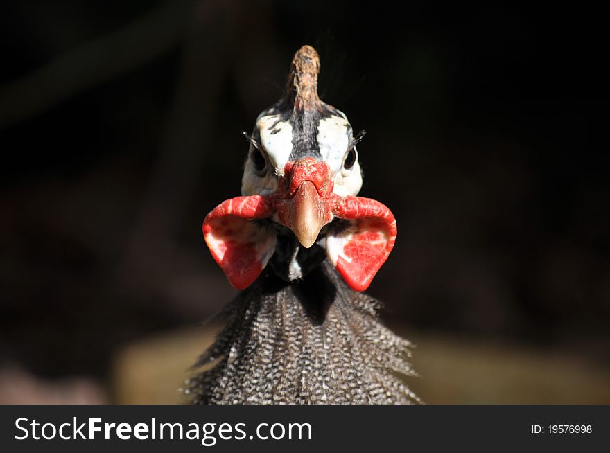 A helmeted guinea fowl looks directly at the observer. These birds fly in short bursts and can walk up to 10 kilometers a day.